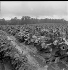 Tobacco field 
